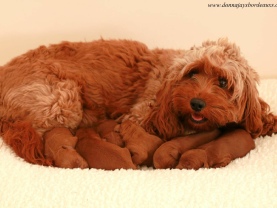 Cavapoo puppies