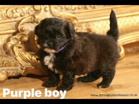 Cavapoo puppies