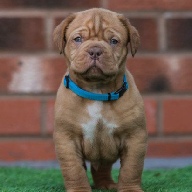 dogue de bordeaux fertility scan