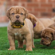 dogue de bordeaux fertility scan