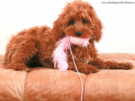 Cavapoo puppies