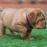 dogue de bordeaux fertility scan
