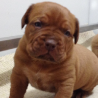 dogue de bordeaux puppies