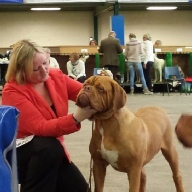 dogue de bordeaux