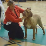 dogue de bordeaux
