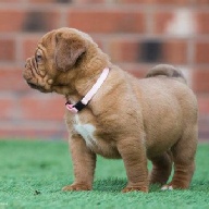 dogue de bordeaux fertility scan