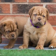 dogue de bordeaux fertility scan