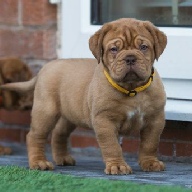dogue de bordeaux fertility scan