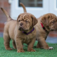 dogue de bordeaux fertility scan