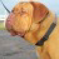 dogue de bordeaux puppies