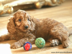 Cavapoo puppies