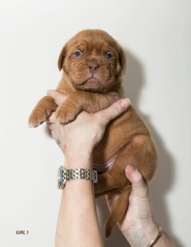 Donnajays Doge De Bordeaux