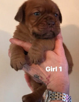 Donnajays Doge De Bordeaux