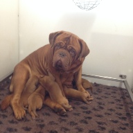 dogue de bordeaux puppies