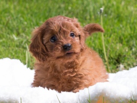Cavapoo puppies