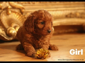 Cavapoo puppies
