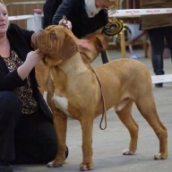 dogue de bordeaux