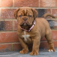 dogue de bordeaux fertility scan