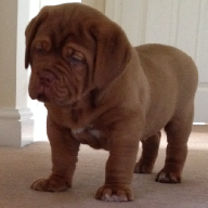 dogue de bordeaux puppies
