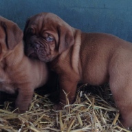 dogue de bordeaux puppies