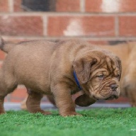 dogue de bordeaux fertility scan