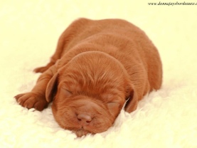 Cavapoo puppies