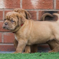 dogue de bordeaux fertility scan