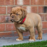 dogue de bordeaux fertility scan