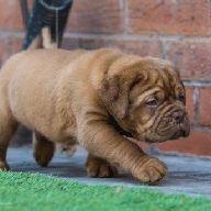 dogue de bordeaux fertility scan