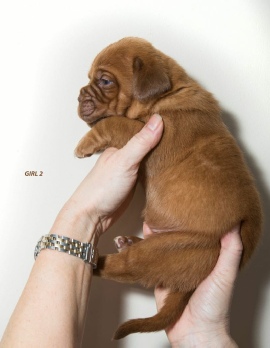 Donnajays Doge De Bordeaux