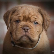 dogue de bordeaux fertility scan