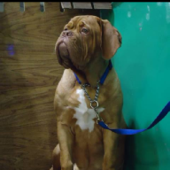 dogue de bordeaux