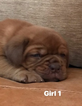 Donnajays Doge De Bordeaux