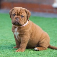 dogue de bordeaux fertility scan
