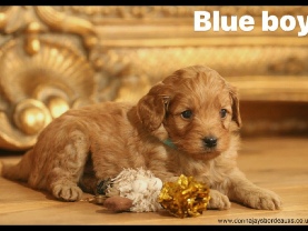 Cavapoo puppies