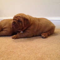 dogue de bordeaux puppies