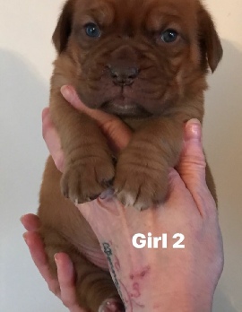 Donnajays Doge De Bordeaux