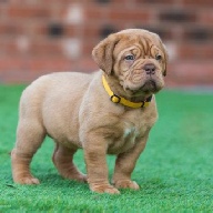 dogue de bordeaux fertility scan