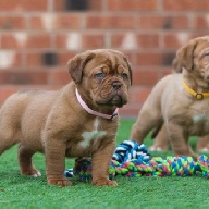 dogue de bordeaux fertility scan