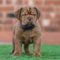 dogue de bordeaux fertility scan